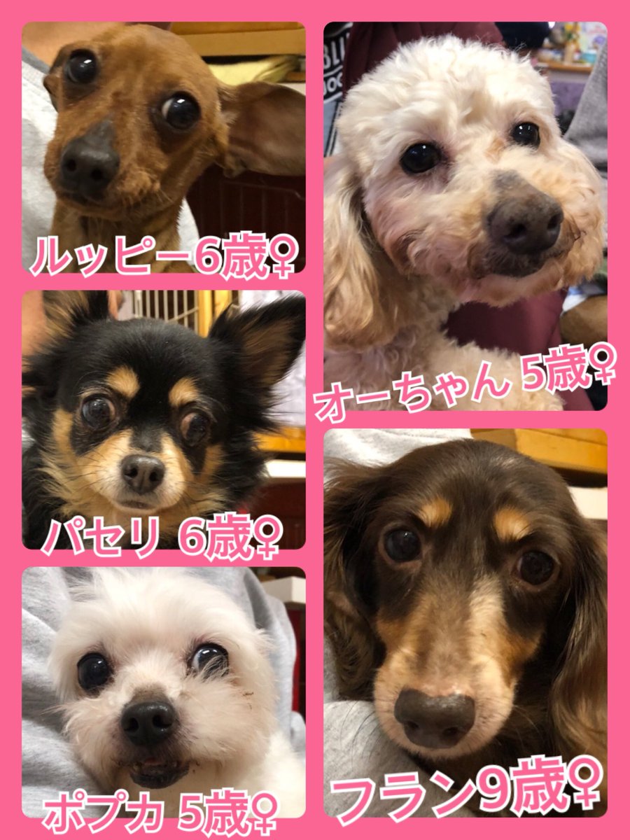 🐾今日の里親様募集中ワンコ🐶メンバーです🐾2019,3,20